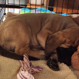 Mastiffs from Heirloom Mastiffs