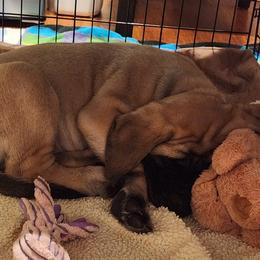 Mastiffs from Heirloom Mastiffs
