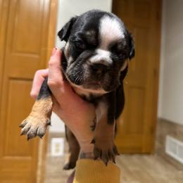 Bulldog and French Bulldog Puppies from Spot On