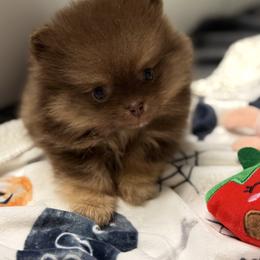 Reece - Chocolate and tan female Pomeranian puppy in Newport Beach, California from Exotic City Pomeranians and chihuahuas