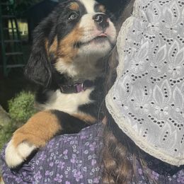 Queen OFA - female Bernese Mountain Dog puppy in Strasburg, Ohio from Lois Allison
