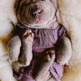 Chinese Shar-Pei from Badlands Shar Pei