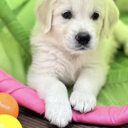 Golden Retriever Puppies from Pushin’ Sand Goldens