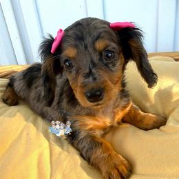 Daisy - Dapple female Dachshund puppy in Cave City, Kentucky from Mammoth Cave Dachshunds