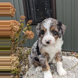 Jet - Blue merle male Bernedoodle puppy in Beach City, Ohio from Blue Cloud Doodles