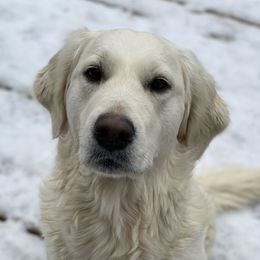 Dolly - Golden Retriever