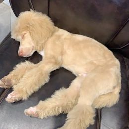 Goldendoodle, Golden Retriever, and Poodle Puppies from Studmuffin Services