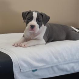 Boy 1 - Blue male American Staffordshire Terrier puppy in Lawrenceville, Georgia from Celtic Amstaffs