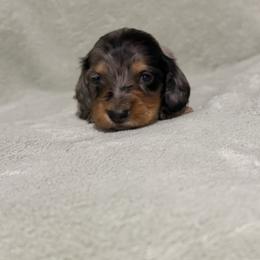 Stefan - Dapple male Dachshund puppy in Dawson, Alabama from Bells Dashing Dachshunds