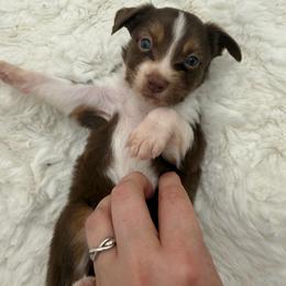 Buttercup - Red tri female Miniature Australian Shepherd puppy in Greenville, Ohio from Arnold’s Aussies