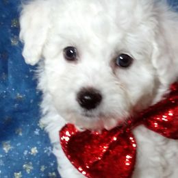 Bichon Frises from Hillis Hollar Bichons