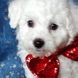 Bichon Frises from Hillis Hollar Bichons