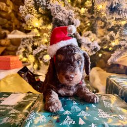 Lucy - Chocolate female Goldendoodle puppy in Millville, California from Hope Lane Kennels