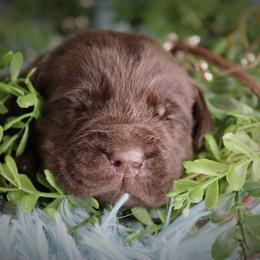 Cavalier King Charles Spaniel and Labrador Retriever Puppies from Camden's Caring Canines
