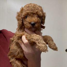 Penny's brown girl - Red  female Goldendoodle puppy in Phelan, California from High Desert Doodles - the original