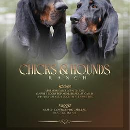 Black and Tan Coonhound puppies from Chicks and Hounds Ranch