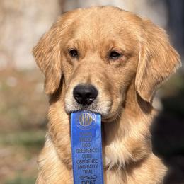 Golden Retrievers and Labrador Retrievers from Sinfully sweet kennel
