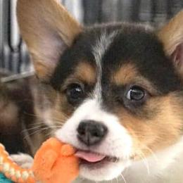 Pembroke Welsh Corgis from J&S Corgi