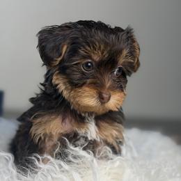 Maple - Chocolate, tan and white female Yorkshire Terrier puppy in Palmdale, California from Pucci Pawfect