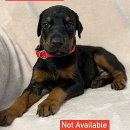 Red Collar - Black and rust male Doberman Pinscher puppy in Lake City, Florida from Paintedcrazy Doberman Pinchers