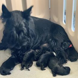 Scottish Terrier Puppies from Gulf Coast Scotties