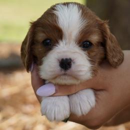 Chelsea - Blenheim female Cavalier King Charles Spaniel puppy in Lula, Georgia from Cavaliers by Crumley