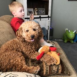 Goldendoodle All Grown Up from Blushing Doodles
