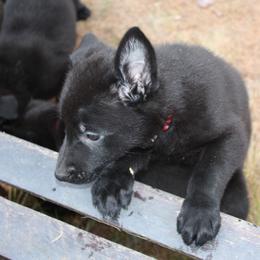 German Shepherd Puppies from Thornock Shepherds