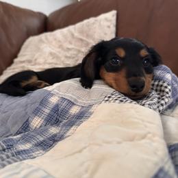 Dachshund Puppies from Bigony Family Dachshund’s
