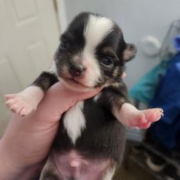 Pascal - Black and white male Chihuahua puppy in Ashtabula, Ohio from Paw's & Awe's Chihuahuas