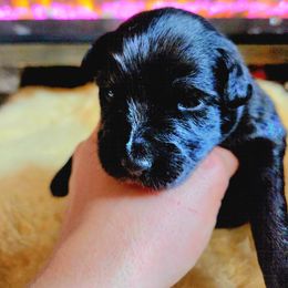 Australian Shepherd Puppies from The Fieldstead's Aussies