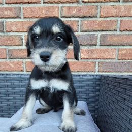Miniature Schnauzers from Claddagh Paws