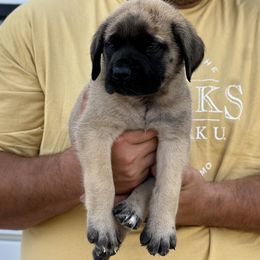 Mastiff Puppies from P Diamond Mastiffs