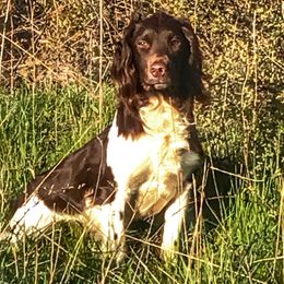 Donnacha  - English Springer Spaniel