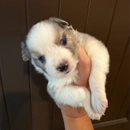 Faith - Blue merle female Miniature Australian Shepherd puppy in Taylor, Arizona from Holy Ghost Ranch, Inc