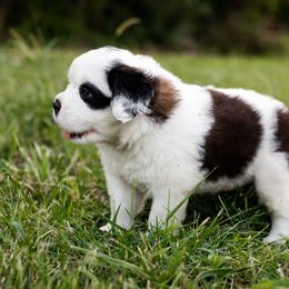 Saint Bernard Puppies from Minnie's Majestic Saints