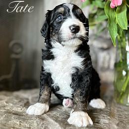 Bernedoodle Puppies from Hudson Shore Bernedoodles