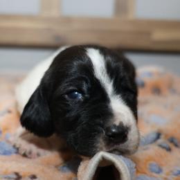 Ares - Black and white male Basset Hound puppy in Pflugerville, Texas from Mountain Momma Bassets