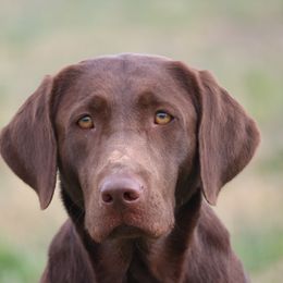 Ryder - Labrador Retriever