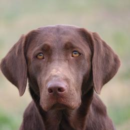 Ryder - Labrador Retriever