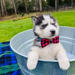 Siberian Huskies from Blue eyed Huskies