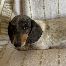Pee - Dachshund