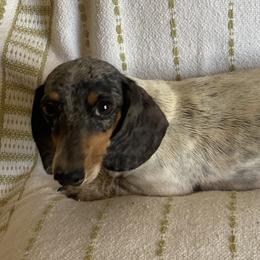 Pee - Dachshund
