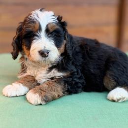 Light blue collar boy - Tri-color male Bernedoodle puppy in Colorado Springs, Colorado from Mercy Mountain Bernedoodles