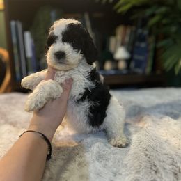 Bernedoodle and Goldendoodle Puppies from Dandelion Doodles