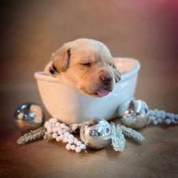 Sitka - Yellow female Labrador Retriever puppy in Isle, Minnesota from Dog Ear Outfitters