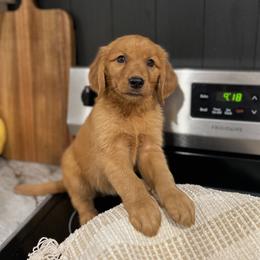Golden Retriever Puppies from Shupe’s Sweet Southern Goldens