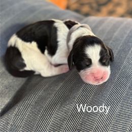 Woody - Black white and tan male English Springer Spaniel puppy in Hillsboro, Virginia from Hillsboro Springers