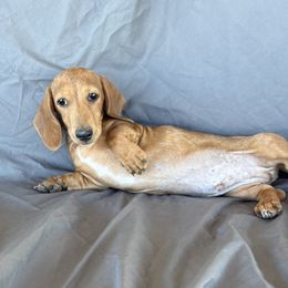 Harry full akc 2600 this weekend only sale - Dapple male Dachshund puppy in Tonopah, Arizona from Brandie's Dachshunds