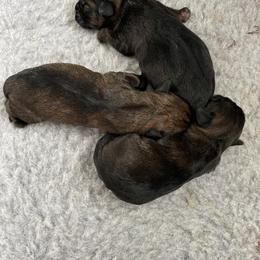 Border Terrier Puppies from Steel Ridge Border Terriers